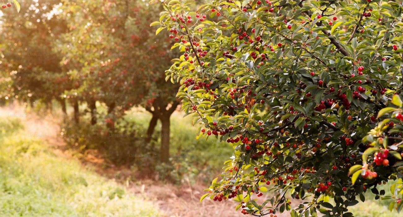 cherry